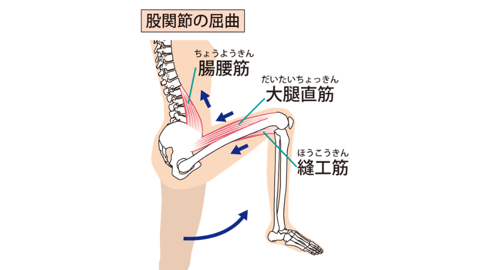 側面からのイラストで、股関節を曲げる動作に関わる腸腰筋、大腿直筋、縫工筋が赤く示され、動きの方向が矢印で描かれた画像で、【股関節の屈曲筋群(股関節前面周辺)】がデスクワーク等で縮こまることで引き起こす、股関節の詰まり感や反り腰、それに伴う起き上がり時の慢性的な腰痛のメカニズムを解説している様子。体の使い方説明や筋肉の解説時に積極的に使用してください。