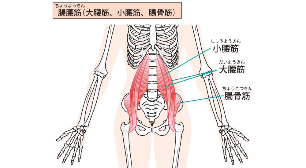 正面から見た骨盤と脊柱の骨格イラストで、大腰筋、小腰筋、腸骨筋からなる腸腰筋が赤く強調された画像で、【腸腰筋(腹部深層・股関節周辺)】の長時間の座位による拘縮が引き起こす、抜けきらない腰のだるさや反り腰、また脚が上がりにくくなり歩行時につまずきやすくなるという下半身の不調のメカニズムを解説している様子。体の使い方説明や筋肉の解説時に積極的に使用してください。
