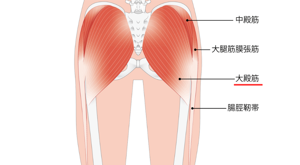 後面から見た骨盤と太もものイラストで、お尻の大部分を占める大殿筋に赤いアンダーラインが引かれ強調されている画像で、【大殿筋(骨盤後面表層周辺)】の座りすぎによる機能低下(殿筋健忘症)が引き起こす、お尻の垂れ下がりや、大殿筋のサボりを補うために腰やもも裏が過剰に働いてしまうことによる腰痛・肉離れのメカニズムを解説している様子。体の使い方説明や筋肉の解説時に積極的に使用してください。